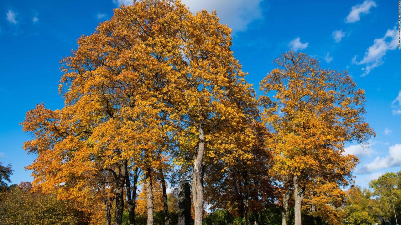 CNNE 922894 - los arboles perderian sus hojas por la crisis climatica