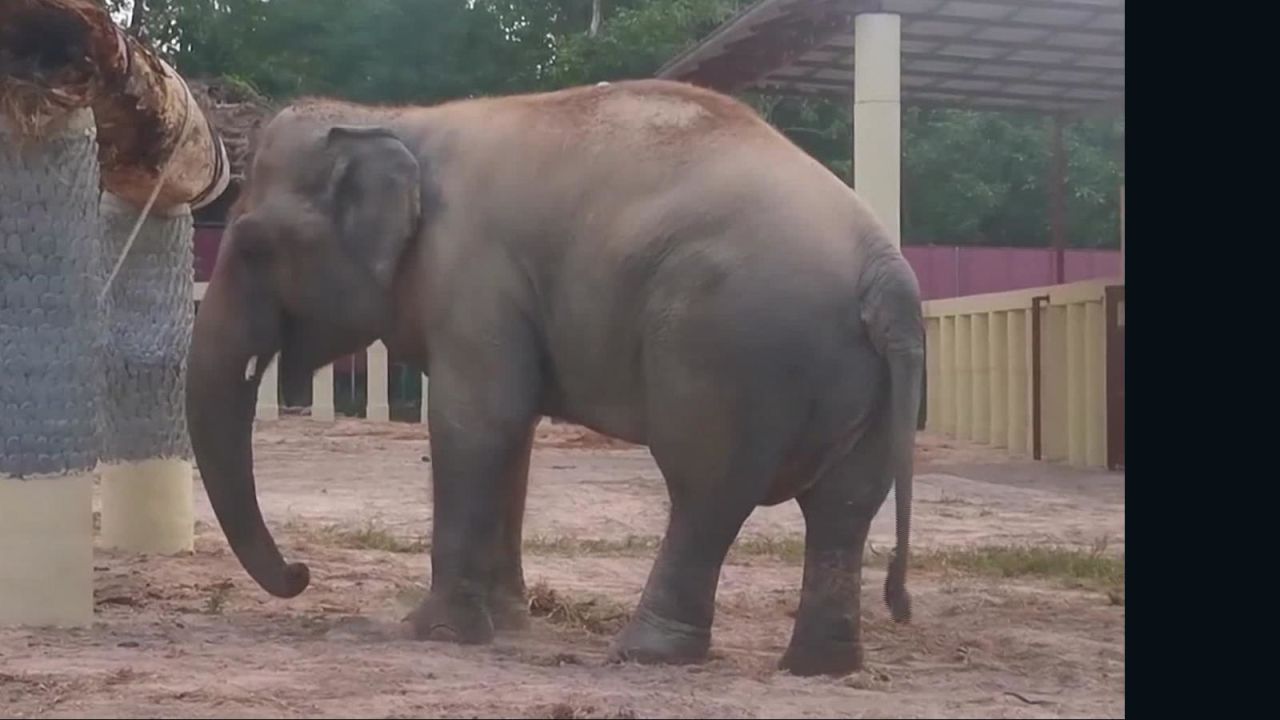 CNNE 923756 - elefante "mas solitario del mundo" ya se encuentra en santuario