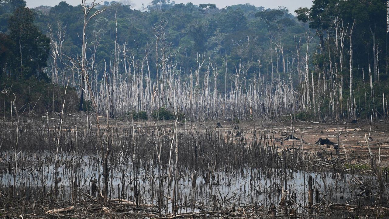 CNNE 923817 - alarmante cifra de deforestacion en la amazonia brasilena