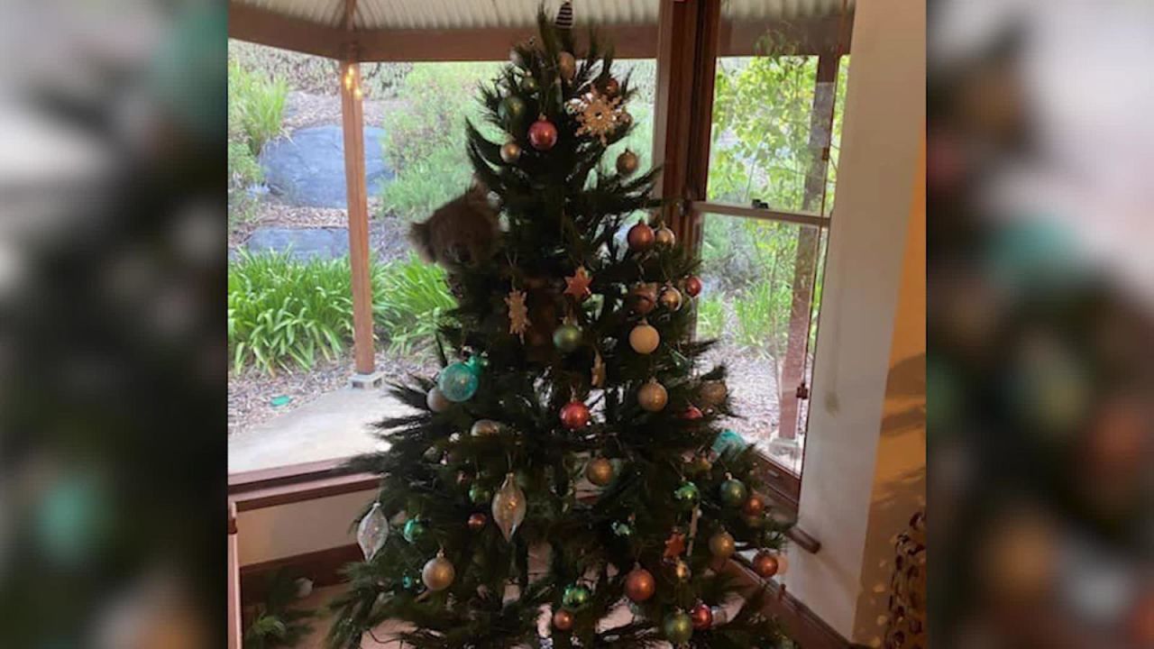 CNNE 925550 - curiosa koala adorna un arbol de navidad en australia