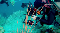 CNNE 926605 - el romance del fotografo guillermo ricart y el mar dominicano