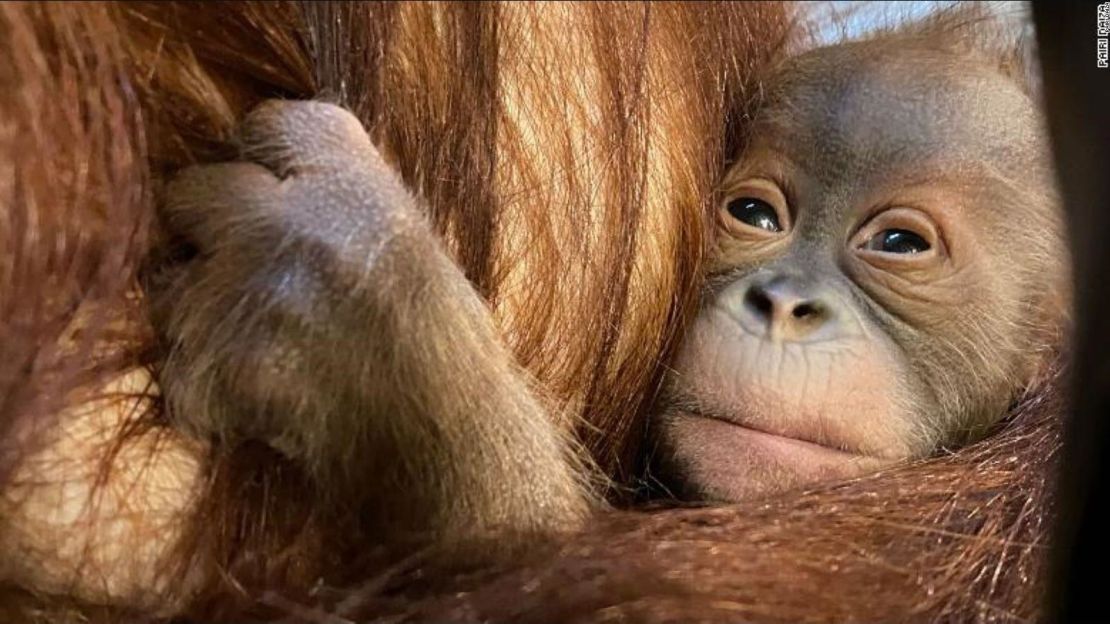 CNNE 926635 - nace orangutan de sumatra en zoologico de belgica