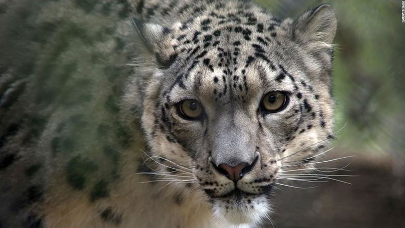 Un leopardo de las nieves dio positivo por covid-19 en diciembre en el Zoológico de Louisville, en EE.UU. Es probable que se haya infectado por el contacto con un miembro del personal asintomático "a pesar de las precauciones tomadas por el zoológico", dijeron las autoridades de sanidad animal.