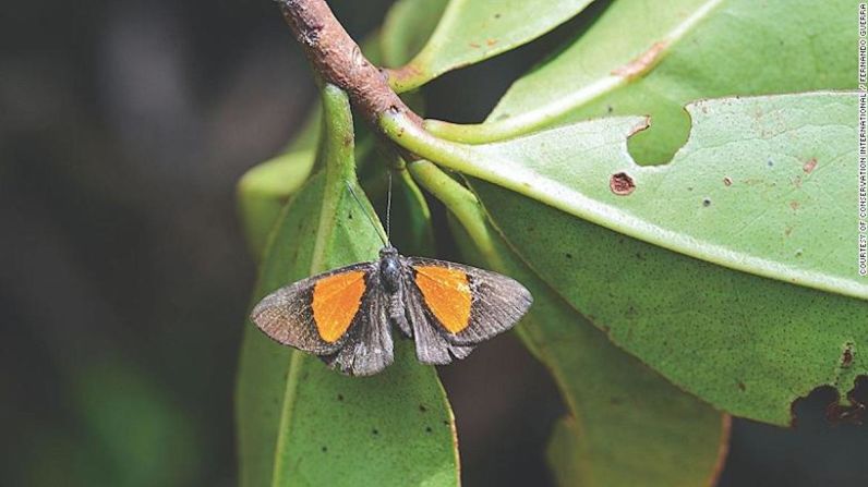 En la expedición a Bolivia también se descubrió una nueva especie de mariposa marca de metal, que vuela en el dosel del bosque nuboso y se alimenta de néctar de flores.