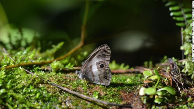 La mariposa sátiro fue vista por última vez hace 98 años y fue redescubierta en la maleza del valle de Zongo. Fue atrapada en una trampa de malla que contiene su fuente de alimento de fruta podrida. Solo se sabe que vive en el valle de Zongo.