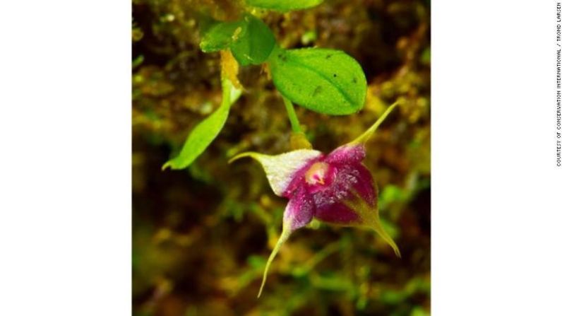 Las orquídeas de copa tienen un color púrpura y amarillo vibrante y distintivo. Esta nueva especie fue descubierta en Zongo pero es parte de un grupo de especies que se encuentran en gran parte de América Central y del Sur.