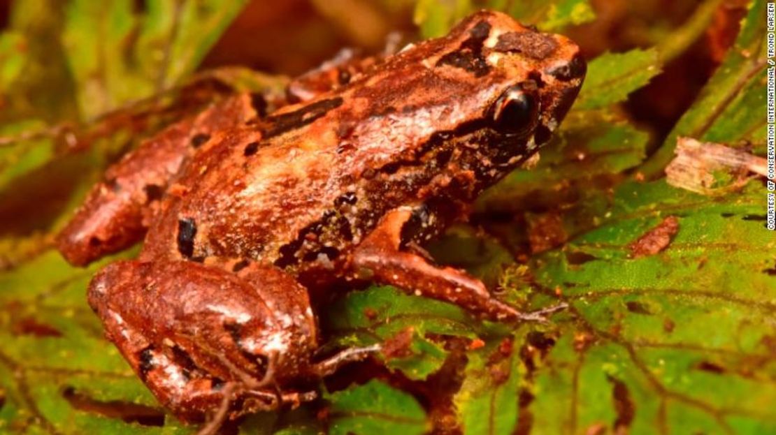 La rana lilliputiense tien solo 10 milímetros de longitud.