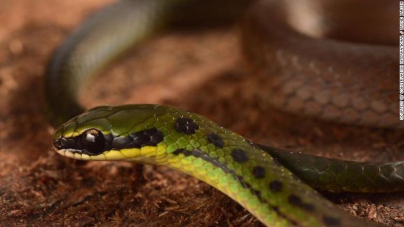 La serpiente bandera boliviana obtuvo su nombre por sus llamativos colores rojo, amarillo y verde. Fue descubierto en un denso bosque de maleza en la parte más alta de la montaña que el equipo examinó.