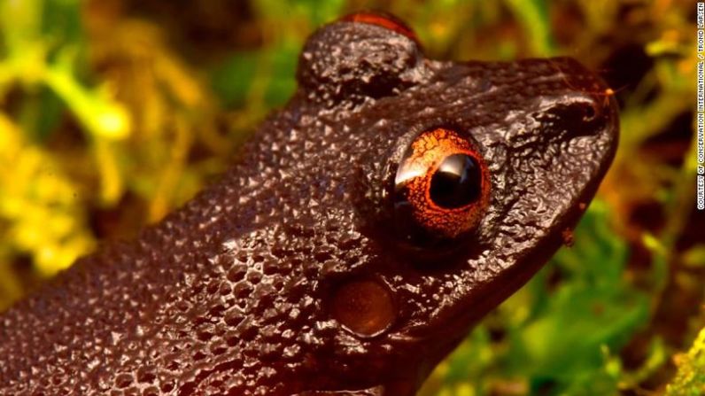 Además de identificar nuevas especies, el equipo de Conservación Internacional redescubrió cuatro especies que se creían extintas, incluida la "rana de ojos de diablo", que fue avistada por última vez hace 20 años, antes de que se construyera una presa hidroeléctrica en su hábitat. Después de numerosos intentos de encontrar la rana, se asumió que la especie ya no existía.