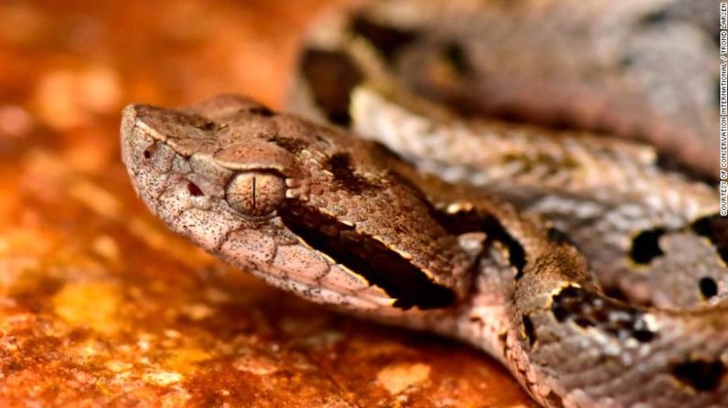 Científicos han descubierto 20 nuevas especies en el Valle Zongo de los Andes bolivianos. Esta nueva especie de víbora llamada "montaña fer-de-lance", tiene grandes colmillos y hoyos sensibles al calor en su cabeza para ayudar a detectar presas.