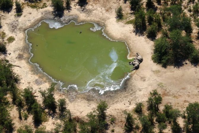 25 de mayo - En la imagen puede verse un elefante muerto en el delta del Okavango, en el norte de Botswana. Más de 300 elefantes en Botswana murieron en circunstancias misteriosas, según los ecologistas locales. En septiembre, funcionarios gubernamentales de vida silvestre dijeron que los elefantes murieron por cianobacterias productoras de toxinas en los pozos de agua. Algunos ecologistas se mostraron escépticos.