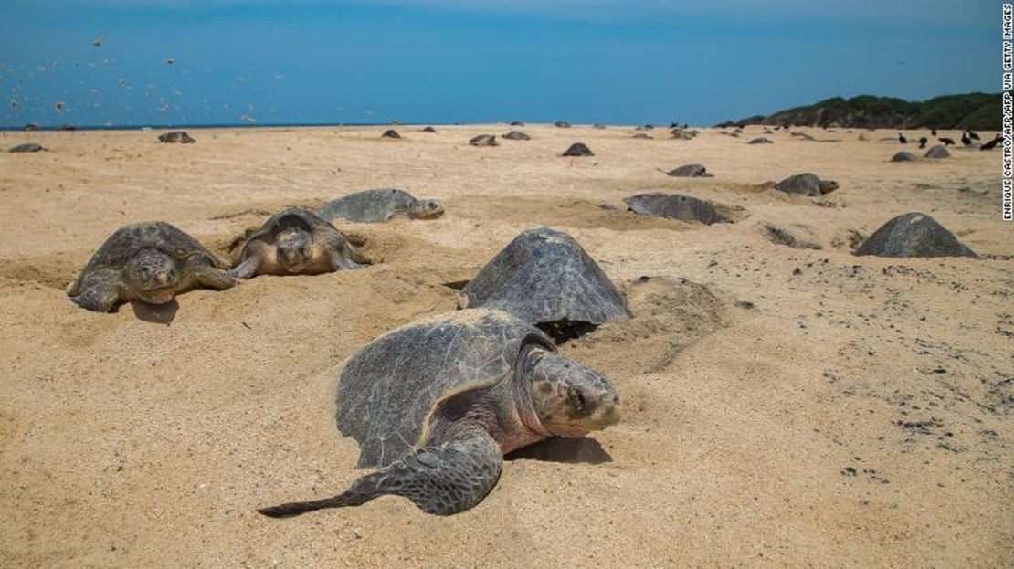 Las tortugas golfinas llegan a la orilla del mar para poner sus huevos, enterrándolos en cavidades profundas en la arena.