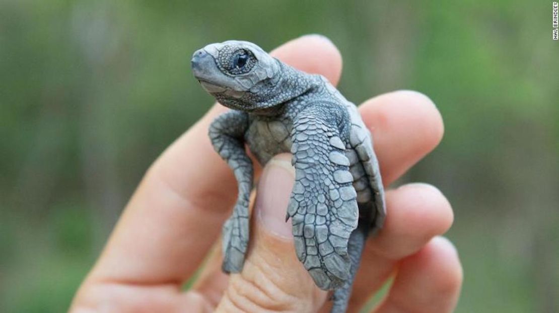 Una cría de tortuga golfina en el Refugio de Vida Silvestre La Flor, en Nicaragua.