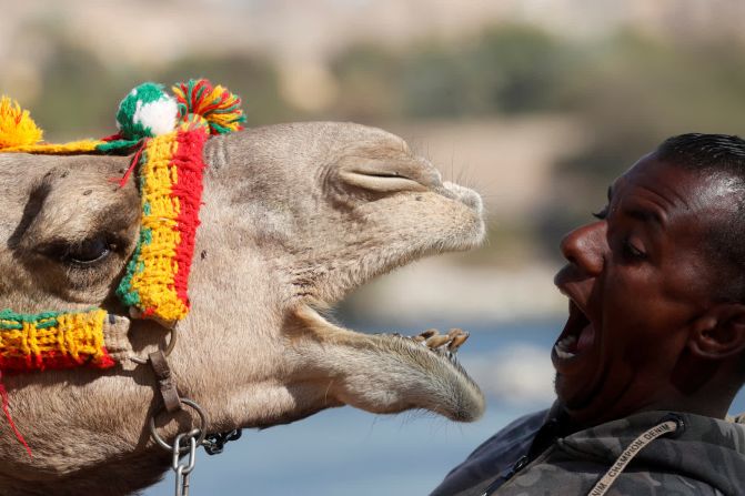 19 de febrero — Hossam Nasser juega con su camello Anter en Asuán, Egipto.