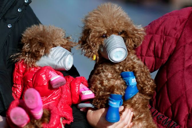 16 de febrero — Este par de perros usan máscaras en un área comercial en Shanghai, China.