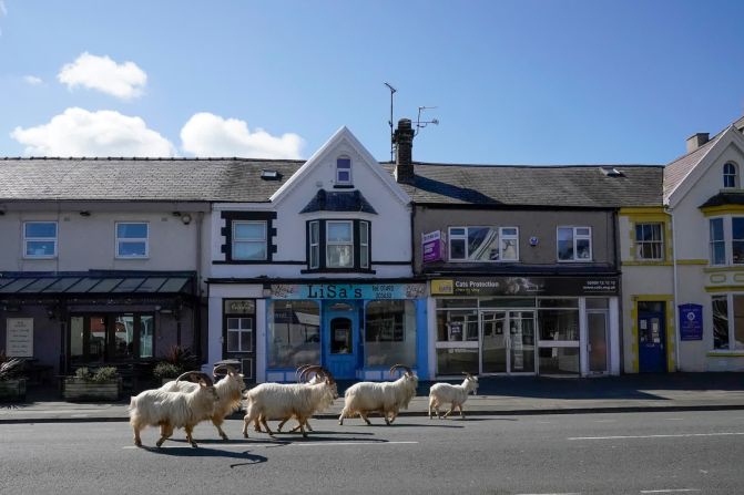 31 de marzo — Cabras montesas deambulan por las tranquilas calles de Llandudno, Gales. "A veces llegan al pie del Great Orme en marzo, pero este año todos deambulan por las calles de la ciudad porque no hay autos ni personas", dijo Mark Richards del hotel Landsdowne House.