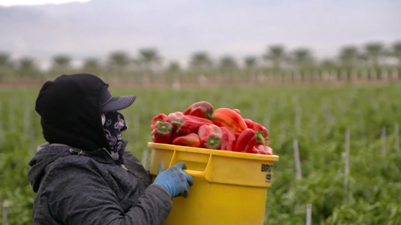 CNNE 931394 - campesinos piden poder vacunarse pronto