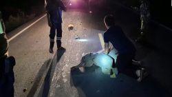 CNNE 931508 - paramedico reanima a bebe elefante que fue arrollado