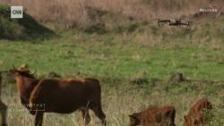 CNNE 931513 - los drones y su uso en la ganaderia