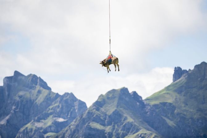 18 de agosto - Una vaca herida es trasladada en helicóptero porque no pudo participar en un arreo de ganado en el paso Klausen de Suiza.