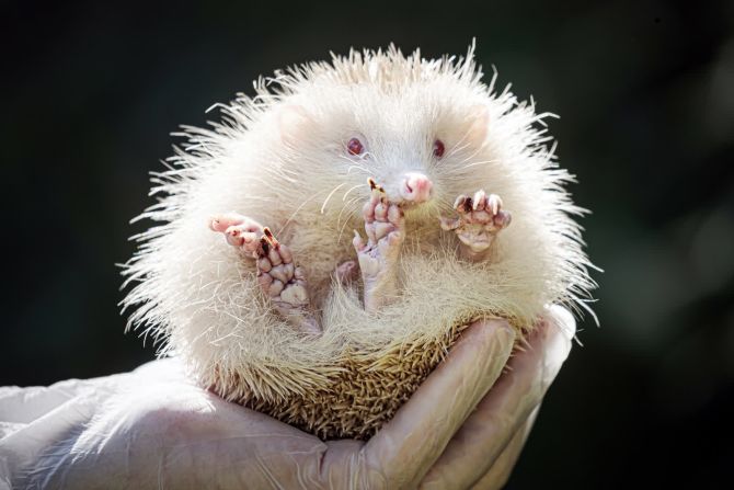 24 de agosto - Jack Frost, un raro erizo albino, es cargado en Otley, Inglaterra.