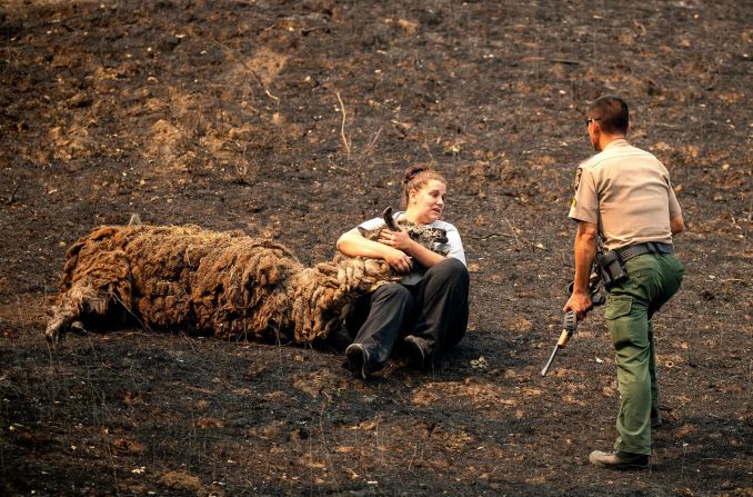 21 de agosto - La técnica veterinaria Brianna Jeter consuela a una llama herida por un incendio forestal en Vacaville, California. A la derecha, el funcionario de control de animales Dae Kim se prepara para sacrificar la llama.