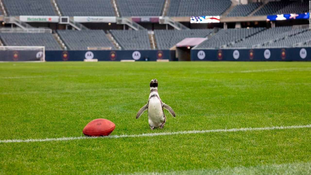 CNNE 932488 - estos animales dominaron el mundo del deporte en 2020