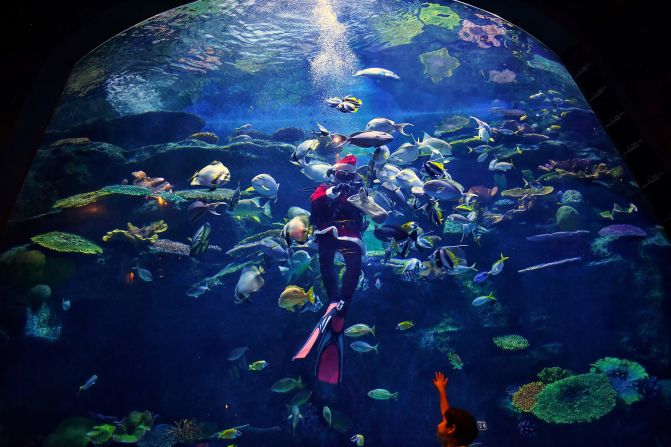 Un buceador lleva un traje de Santa Claus como parte de las celebraciones navideñas en el acuario Sea Life Bangkok Ocean World en Bangkok el 24 de diciembre de 2020.