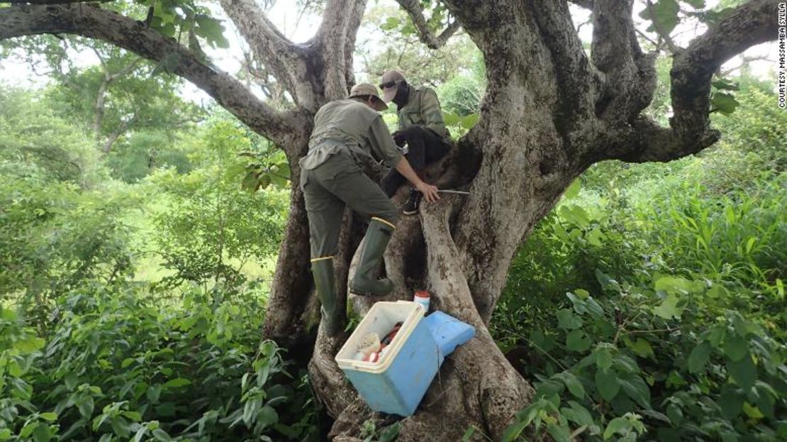 Noah Rose, investigadora postdoctoral en Princeton, y Gilbert Bianquinche examinan un agujero en un árbol cerca de Kedougou, Senegal, en busca de larvas de Aedes aegypti. Más de la mitad de la población mundial vive en áreas donde están presentes los mosquitos Aedes aegypti.