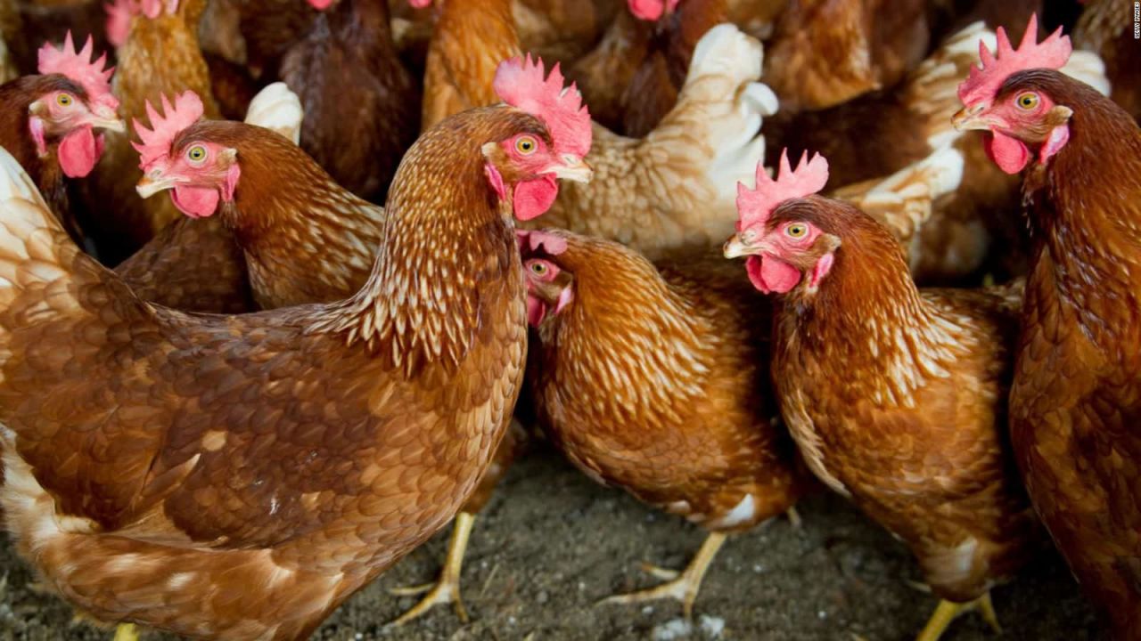 CNNE 934277 - investigan el robo de 20-000 gallinas en colombia