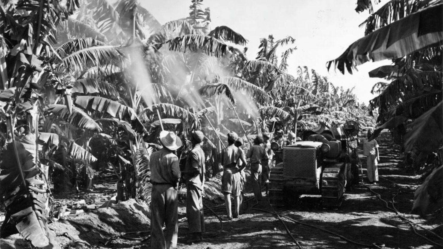 Foto de archivo. Trabajadores de bananeras fumigan las plantas en República Dominicana.