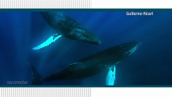 CNNE 936810 - reconecta con el mar dominicano y las ballenas jorobadas
