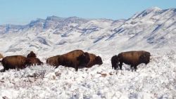 CNNE 936971 - 100 anos despues y al borde de la extincion, bisontes son vistos en mexico