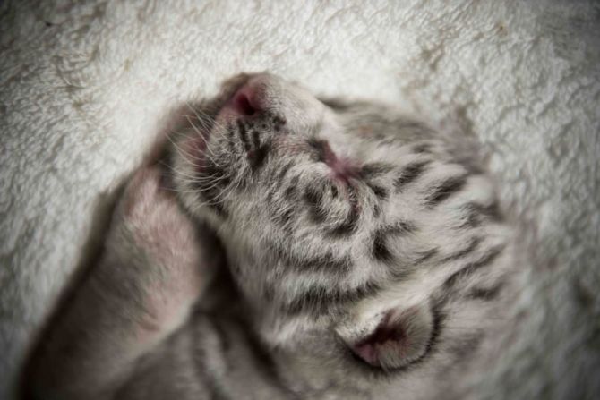 Un tigre blanco recién nacido llamado Snow duerme en el Zoológico Nacional en Masaya, Nicaragua, el martes 5 de enero.