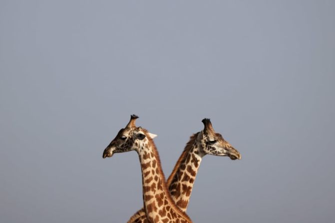 Jirafas se paran una al lado de la otra dentro del Parque Nacional de Nairobi en Kenia el miércoles 6 de enero.