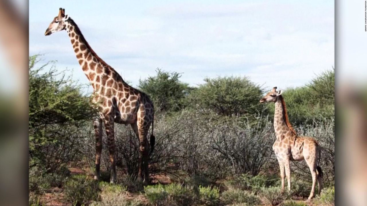 CNNE 937583 - encuentran jirafas enanas en dos paises de africa