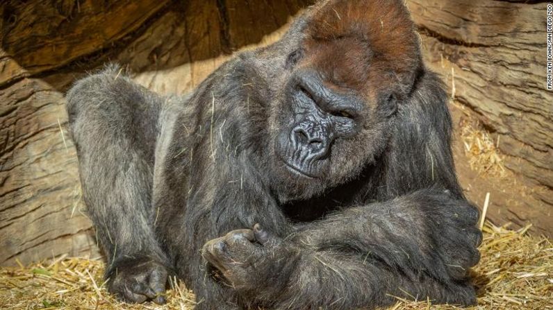 En California, el Zoológico de San Diego reportó en enero que al menos dos de sus gorilas habían dado positivo por covid-19. Son los primeros casos reportados en grandes simios.