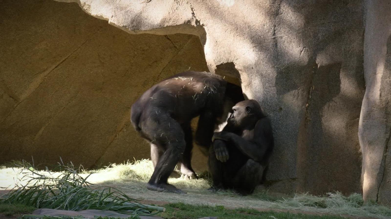 2 gorilas del zoológico de San Diego dan positivo por covid-19