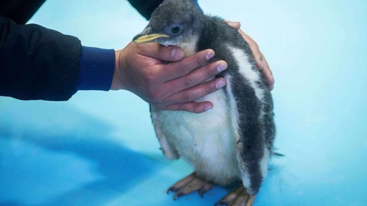 CNNE 939710 - pinguino antartico nace en mexico