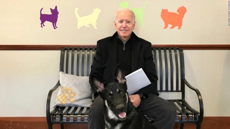 Major llegó al clan Biden casi 8 años después. La familia lo adoptó de la Asociación Delaware Humane e hizo oficial el anuncio del nuevo miembro en noviembre de 2018.