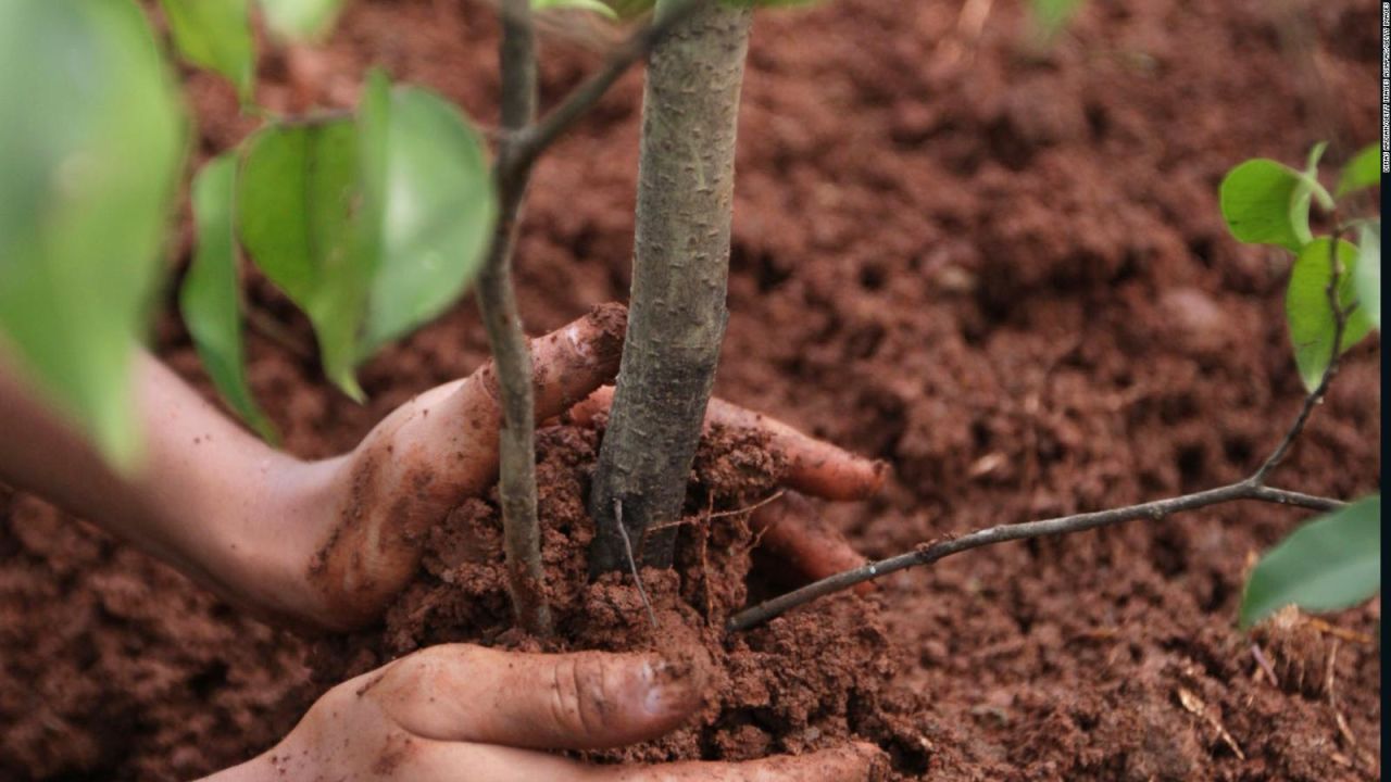 CNNE 942981 - brasil- 1 arbol por cada muerto de covid-19