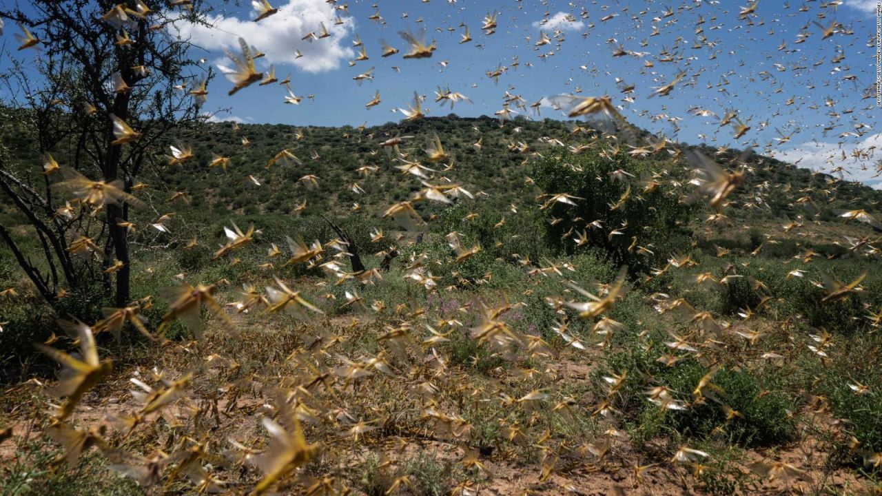 CNNE 943192 - impactantes imagenes de una invasion de langostas en kenya