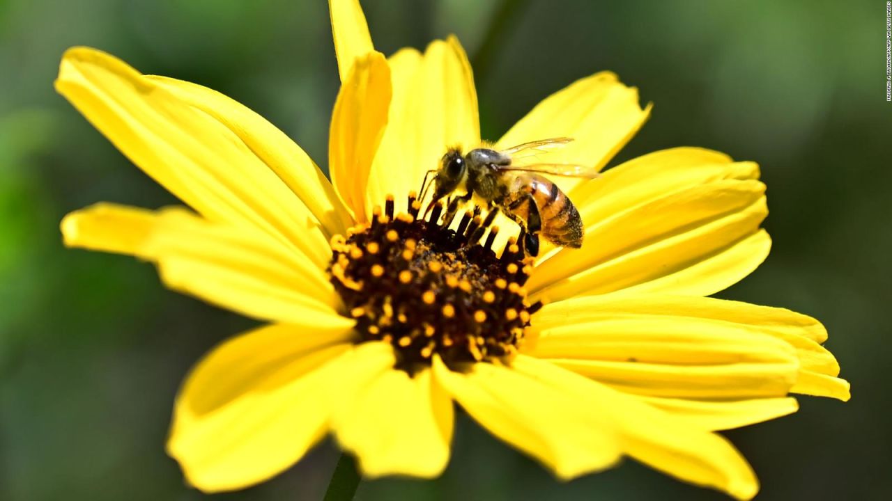 CNNE 943521 - pesticidas alteran el sueno de las abejas, segun estudio