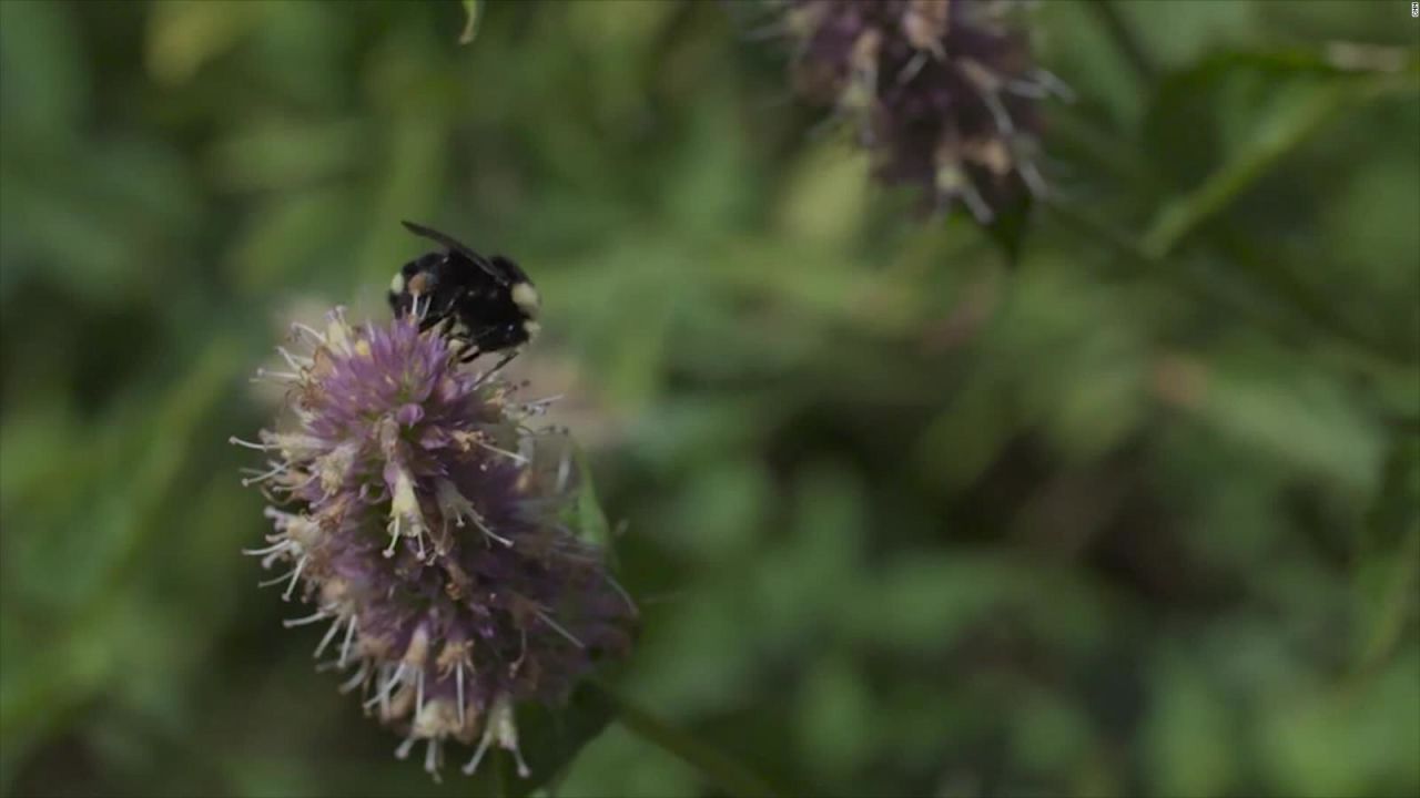 CNNE 943883 - hay menos abejas silvestres en los registros publicos