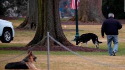 CNNE 944468 - asi disfrutan en la casa blanca los perros de biden