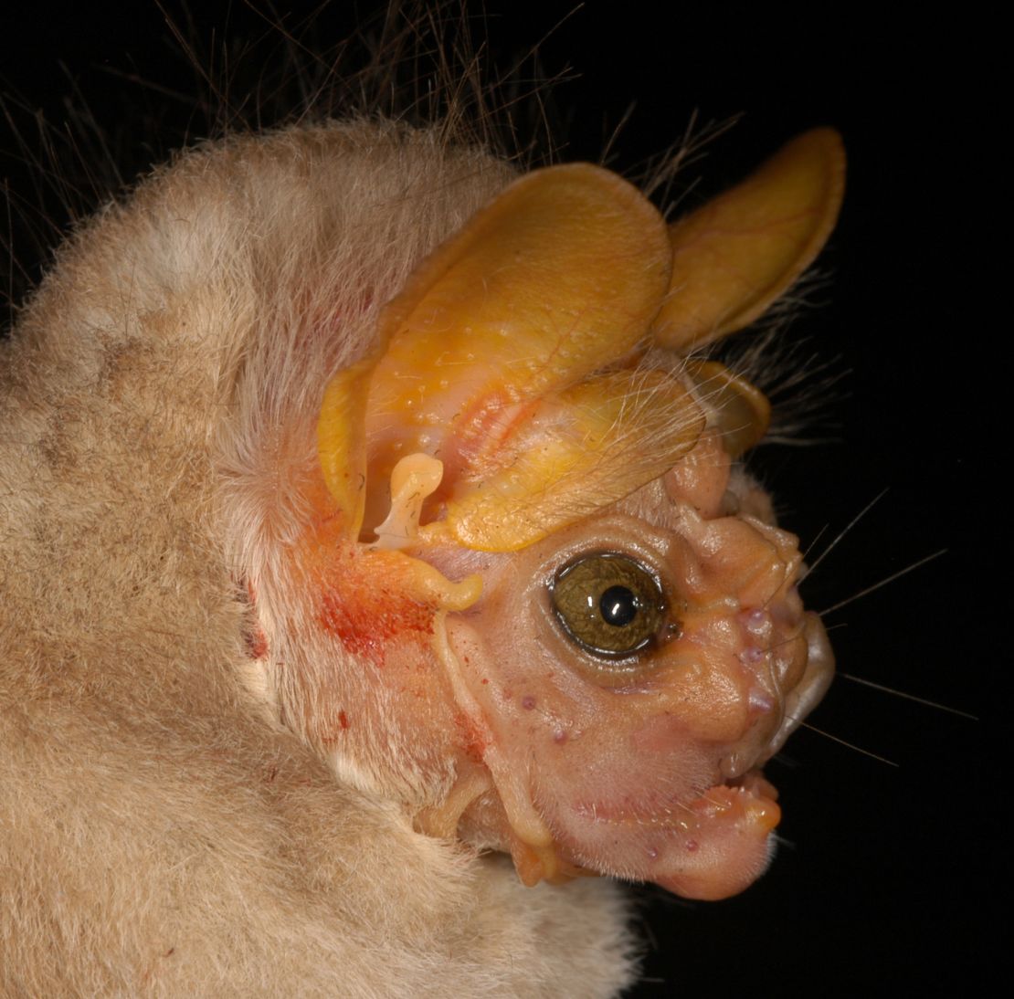 Las hembras de la especie Centurio senex son diferentes a los machos, no tienen los pliegues en la barbilla que los machos utilizan en el cortejo. (Cortesía Marco Tschapka).