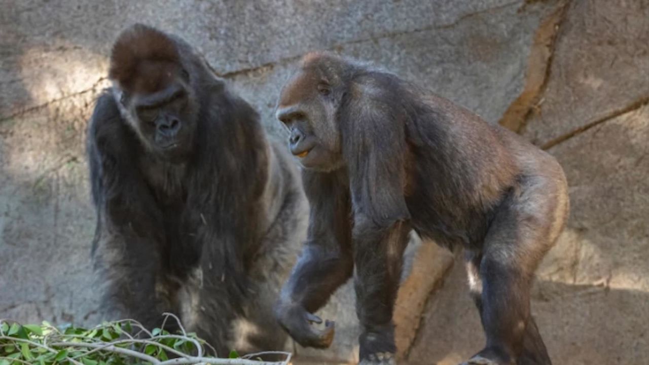 CNNE 945052 - los gorilas del zoo de san diego se recuperan de covid-19