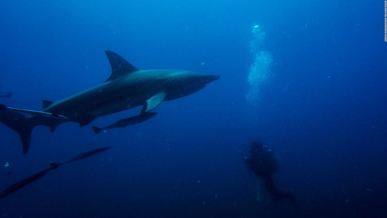 CNNE 945513 - ¿cual es el pais con mas ataques de tiburones en el mundo?