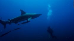 CNNE 945513 - ¿cual es el pais con mas ataques de tiburones en el mundo?