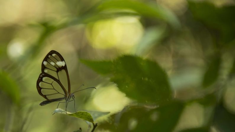 Sierra Gorda es el hogar de alrededor de 800 especies de mariposas, incluida la etérea mariposa de alas de cristal que habita en los bosques nubosos de la región. Las delicadas y transparentes alas de la mariposa dificultan que los depredadores las detecten.